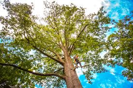 Mulching Services in Lewiston, CA