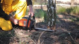 Best Lawn Pest Prevention  in Lewiston, CA