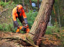 Best Lot and Land Clearing  in Lewiston, CA