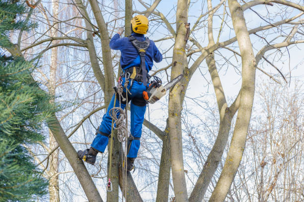 How Our Tree Care Process Works  in  Lewiston, CA
