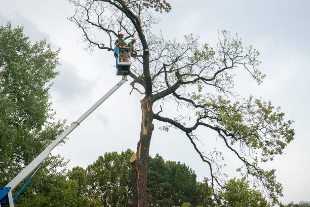 Best Tree Disease Treatment  in Lewiston, CA