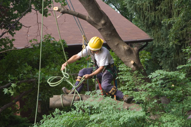 Best Mulching Services  in Lewiston, CA