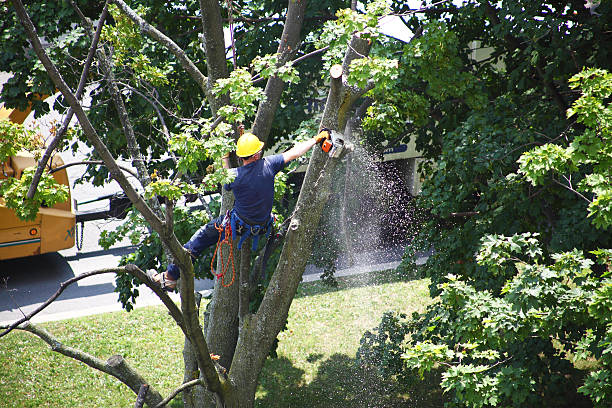 Best Lawn Disease Treatment  in Lewiston, CA