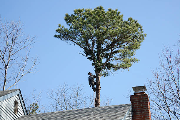Best Tree Cabling and Bracing  in Lewiston, CA