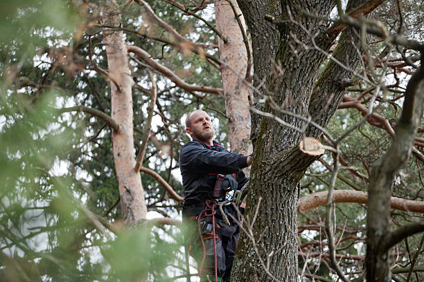 Best Tree Removal  in Lewiston, CA