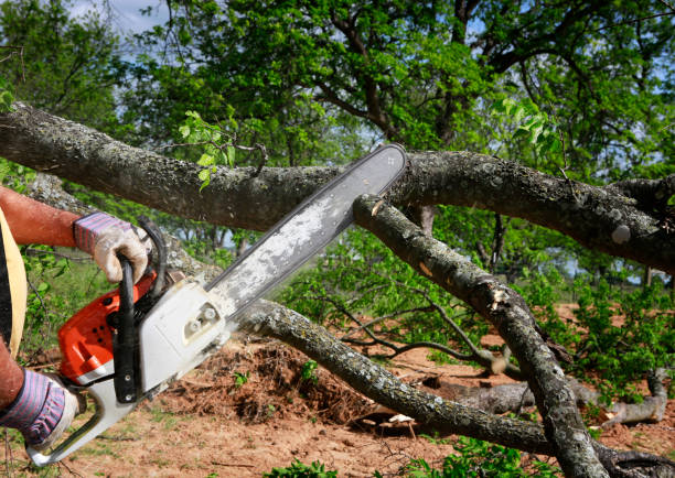 Professional Tree Care in Lewiston, CA