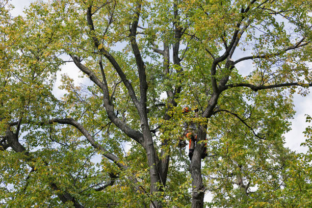 Best Tree Health Inspection  in Lewiston, CA