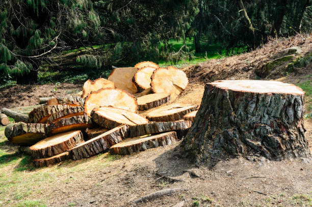 Best Hazardous Tree Removal  in Lewiston, CA
